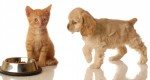 Why Foreclosed Home Owners Abandon Pets